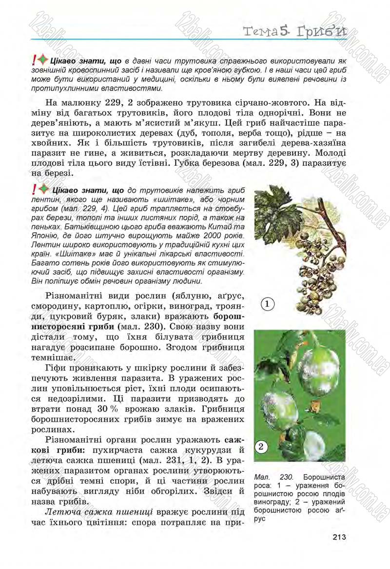 Сторінка 213 - Підручник Біологія 6 клас Л.І. Остапченко, П.Г. Балан, Н.Ю. Матяш 2014