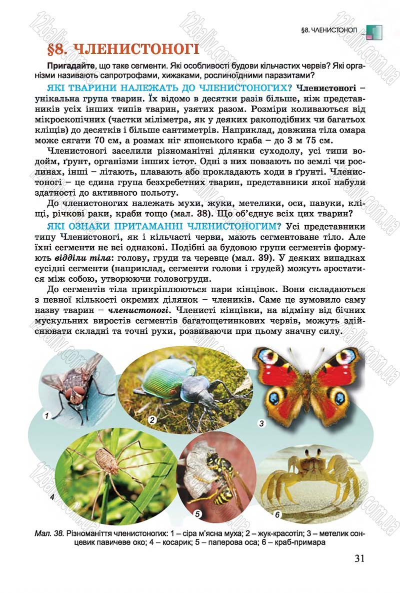 Сторінка 31 - Підручник Біологія 7 клас Остапченко 2015 - скачати онлайн
