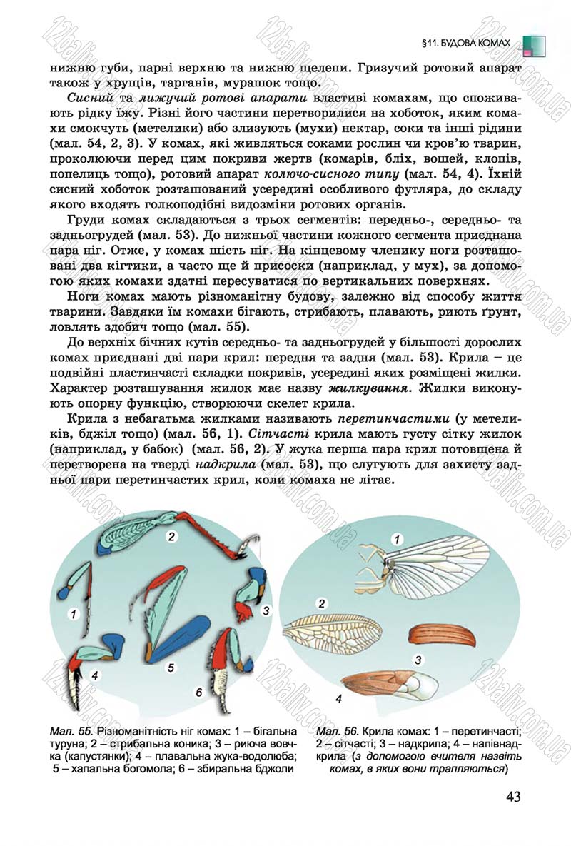 Сторінка 43 - Підручник Біологія 7 клас Остапченко 2015 - скачати онлайн