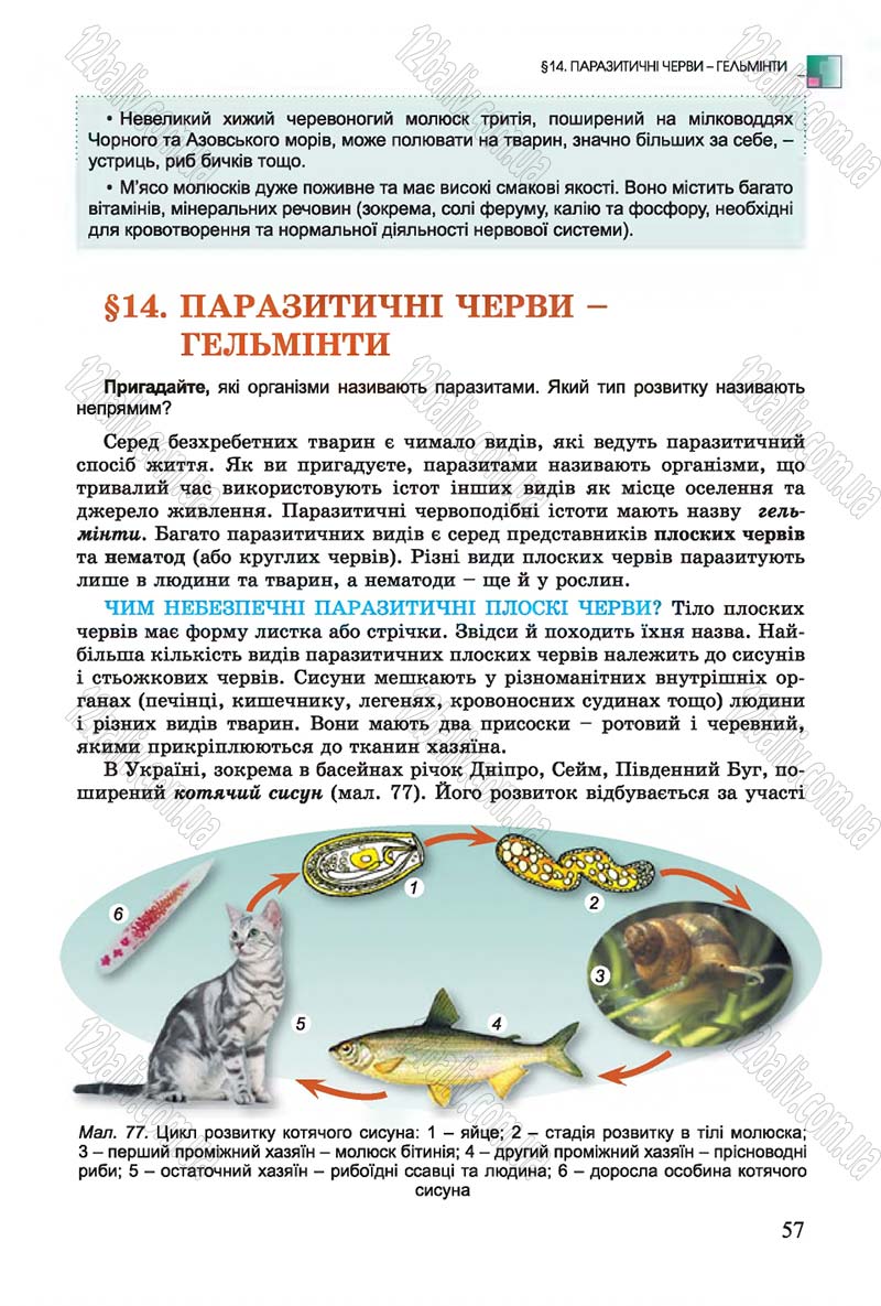 Сторінка 57 - Підручник Біологія 7 клас Остапченко 2015 - скачати онлайн