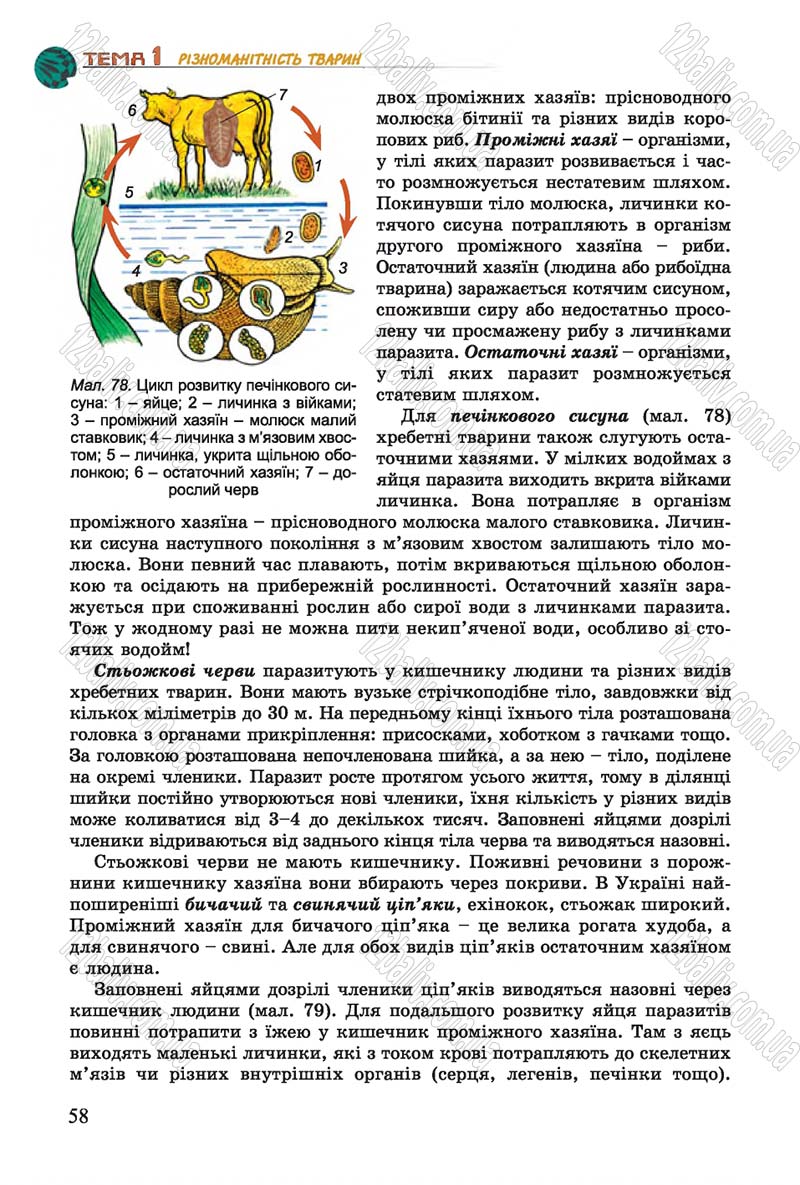 Сторінка 58 - Підручник Біологія 7 клас Остапченко 2015 - скачати онлайн