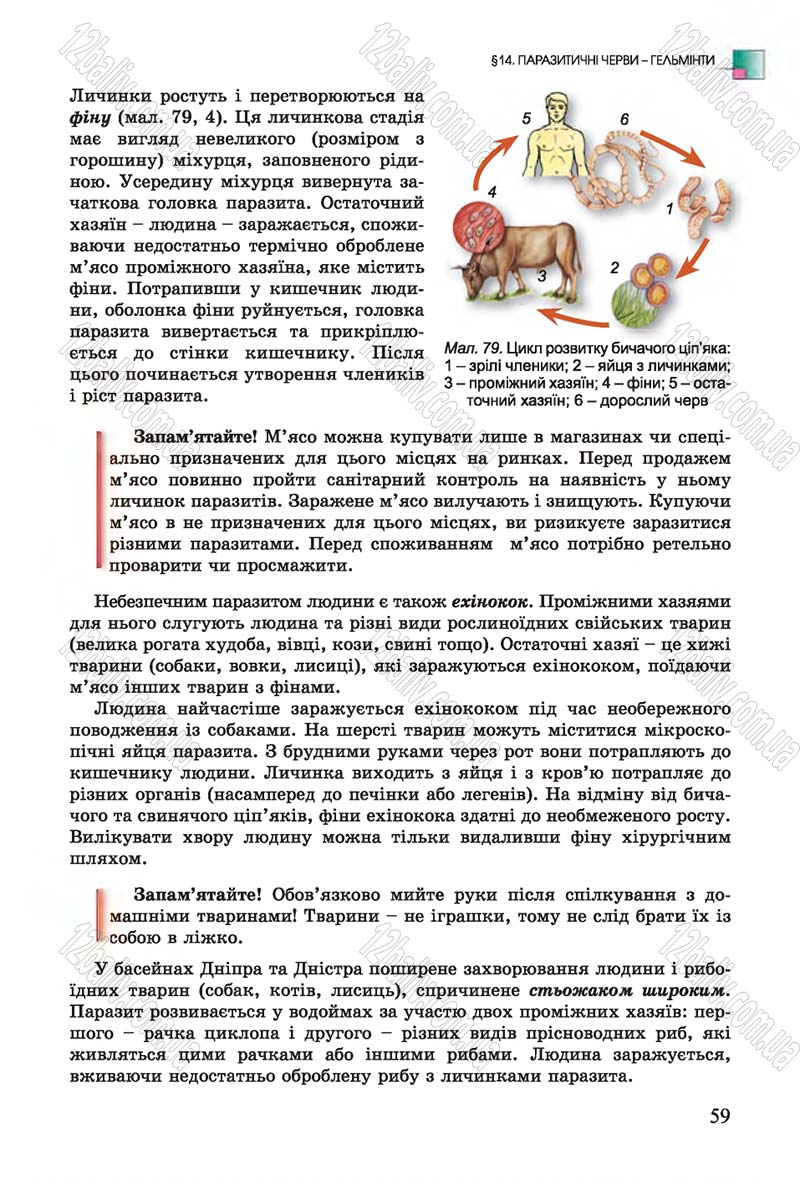 Сторінка 59 - Підручник Біологія 7 клас Остапченко 2015 - скачати онлайн