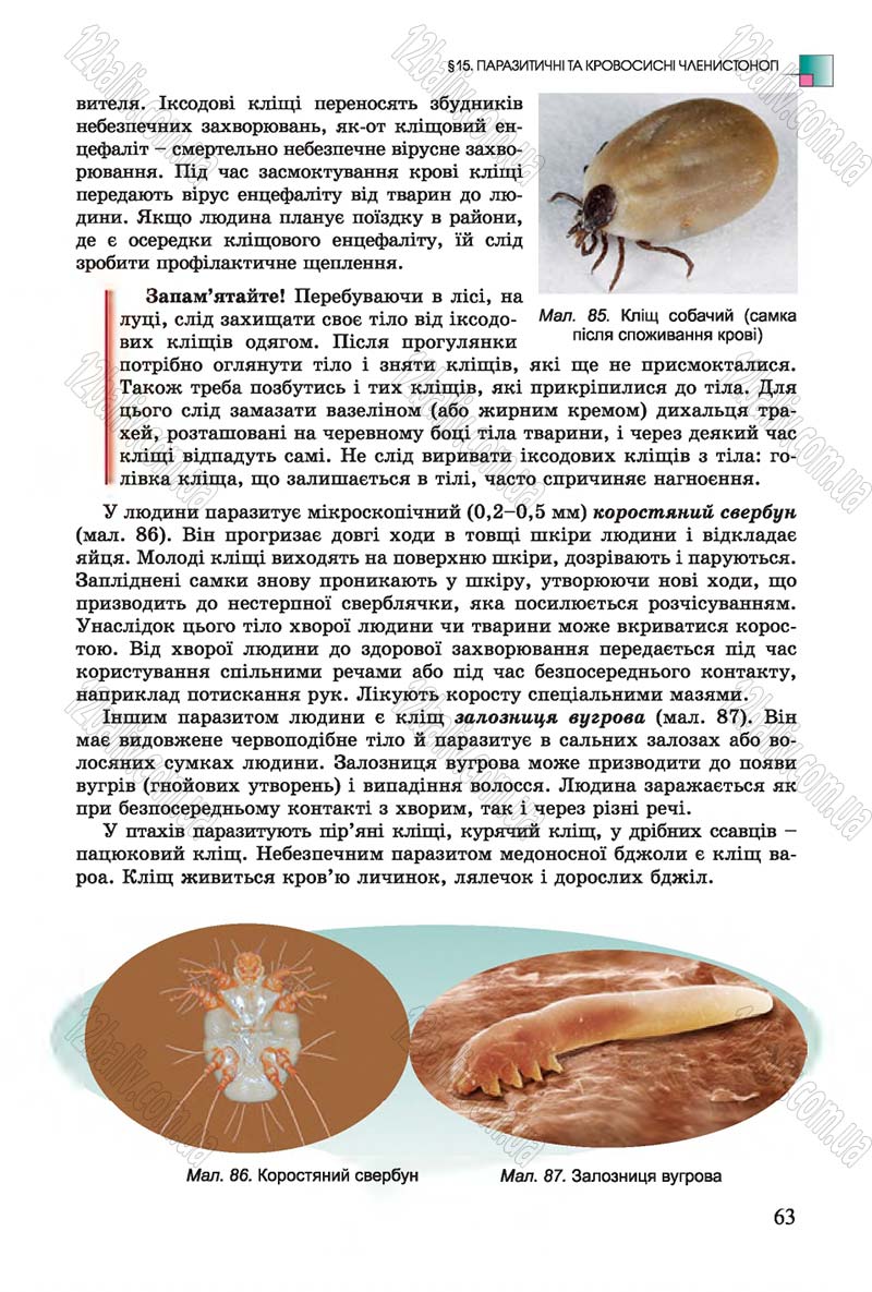 Сторінка 63 - Підручник Біологія 7 клас Остапченко 2015 - скачати онлайн
