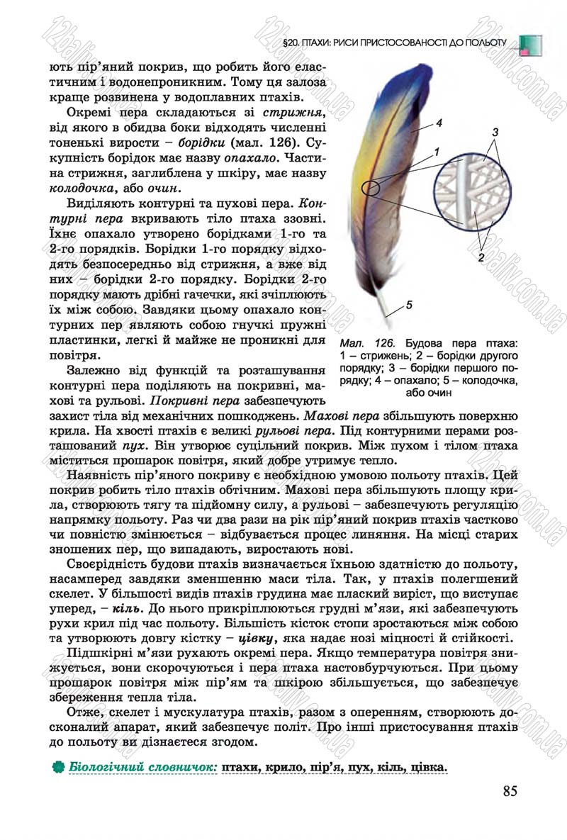 Сторінка 85 - Підручник Біологія 7 клас Остапченко 2015 - скачати онлайн