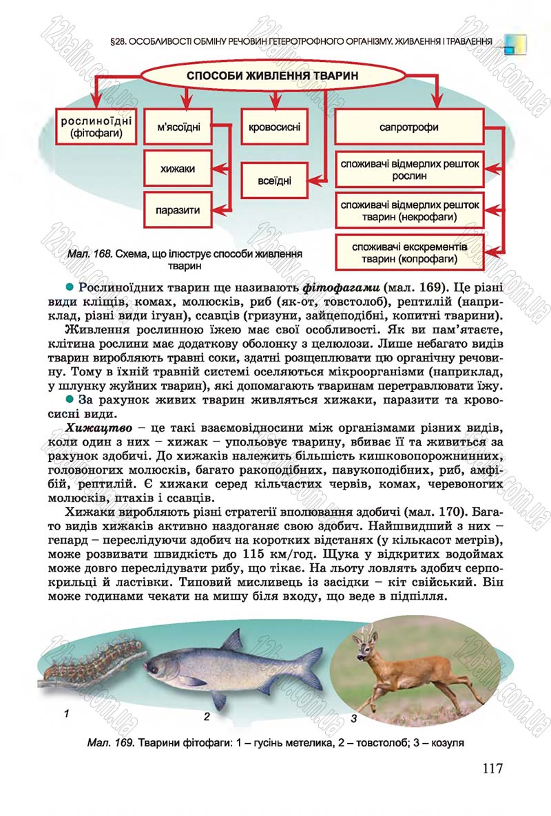 Сторінка 117 - Підручник Біологія 7 клас Остапченко 2015 - скачати онлайн