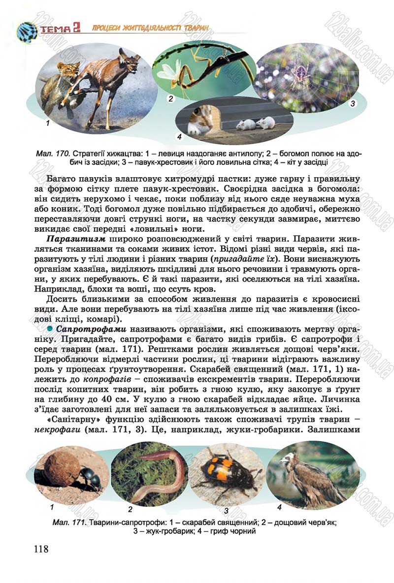 Сторінка 118 - Підручник Біологія 7 клас Остапченко 2015 - скачати онлайн
