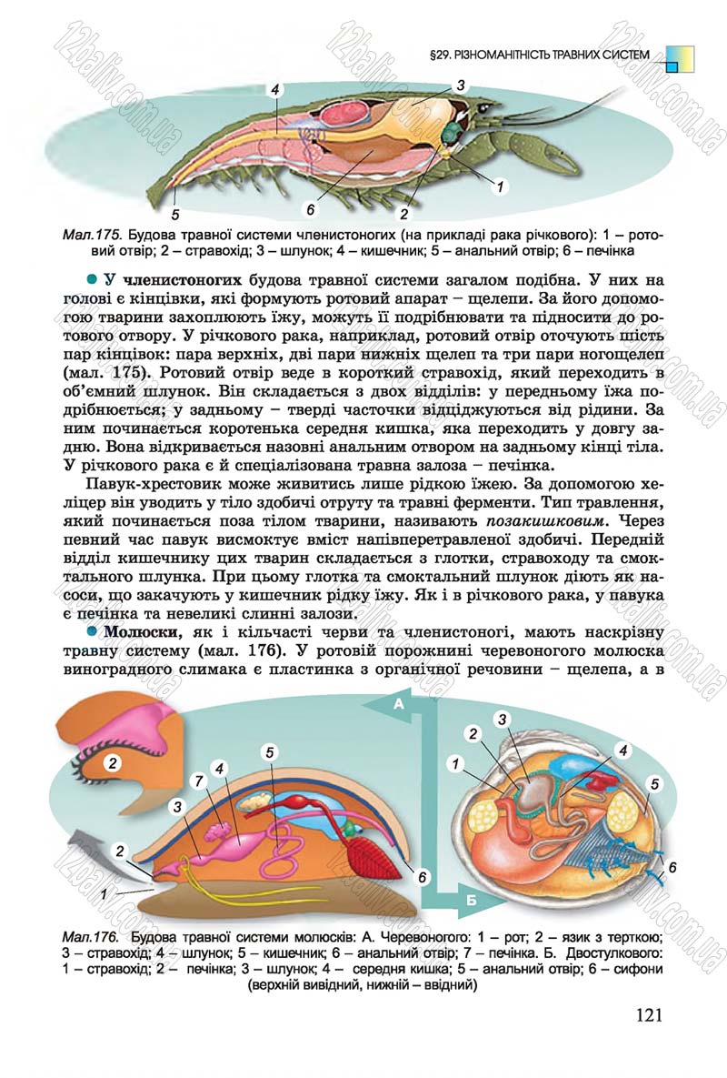 Сторінка 121 - Підручник Біологія 7 клас Остапченко 2015 - скачати онлайн