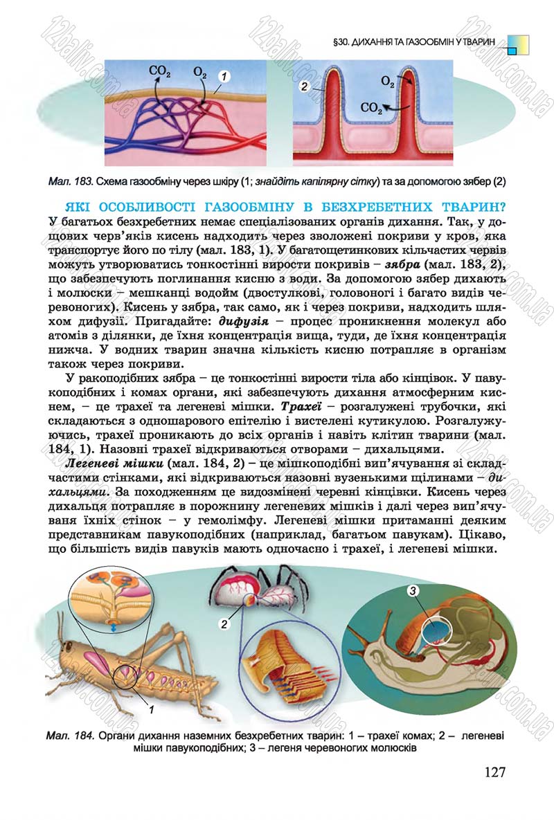 Сторінка 127 - Підручник Біологія 7 клас Остапченко 2015 - скачати онлайн