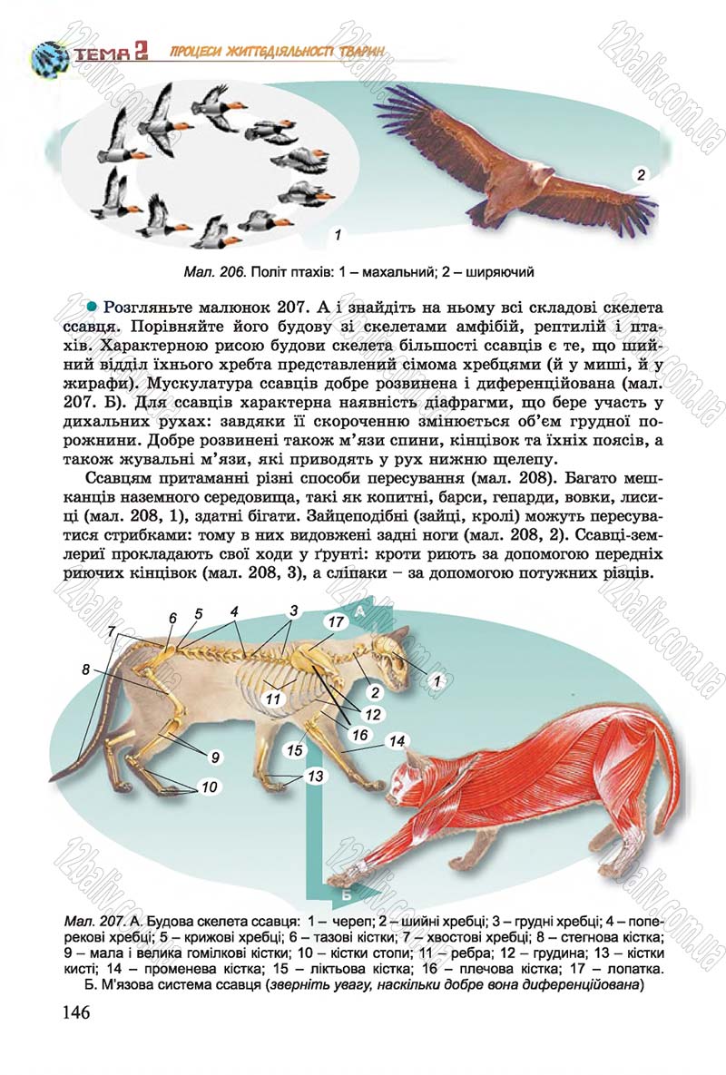Сторінка 146 - Підручник Біологія 7 клас Остапченко 2015 - скачати онлайн