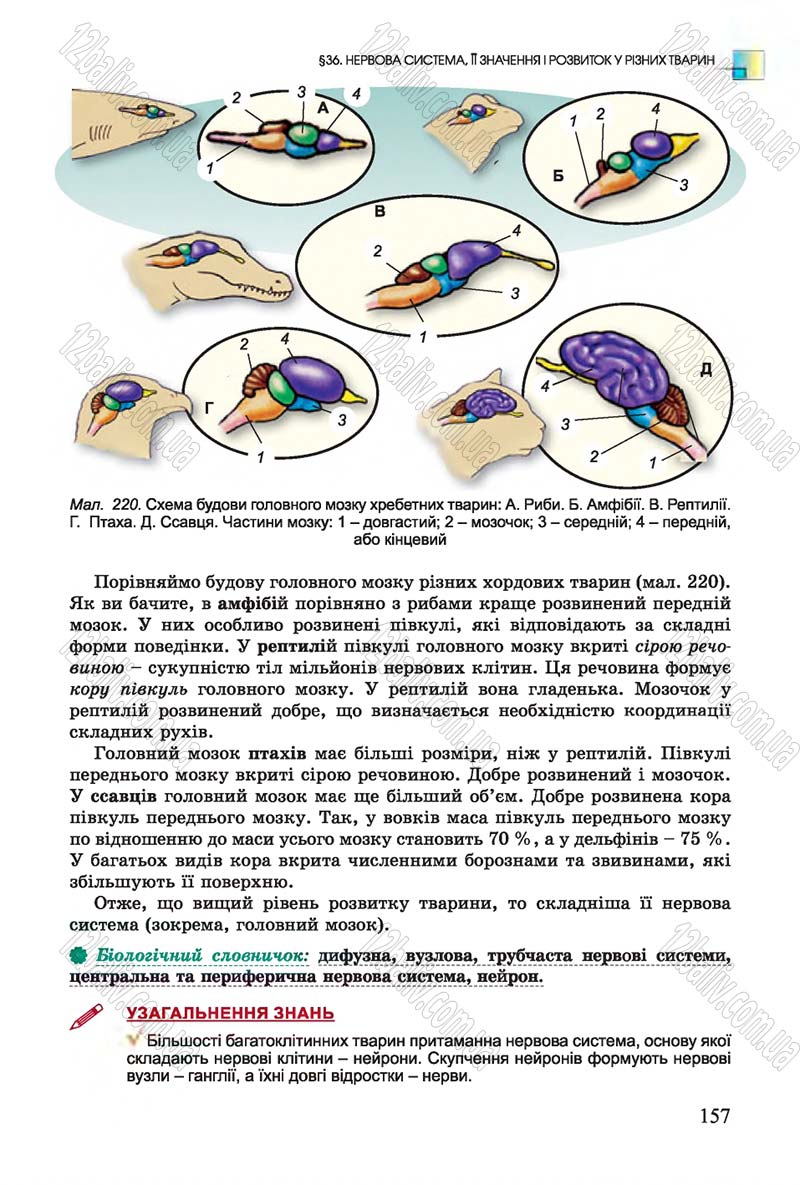 Сторінка 157 - Підручник Біологія 7 клас Остапченко 2015 - скачати онлайн