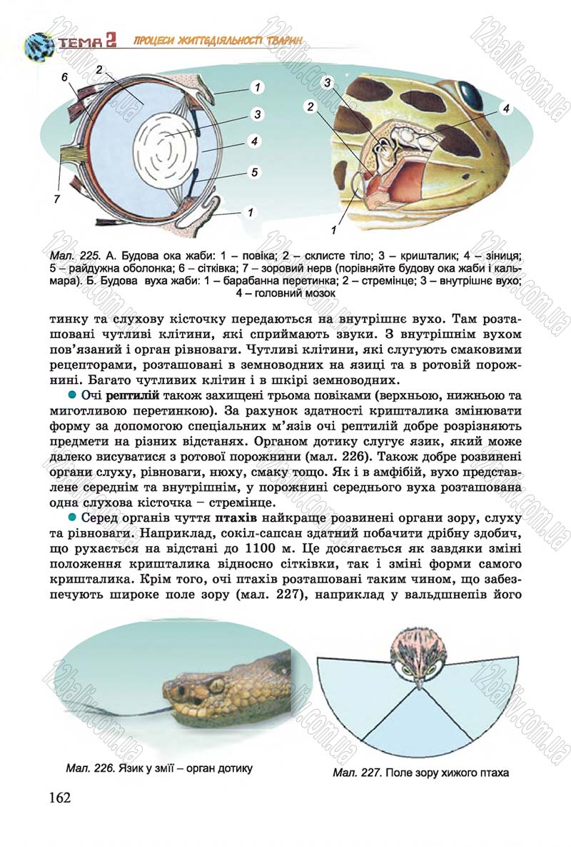 Сторінка 162 - Підручник Біологія 7 клас Остапченко 2015 - скачати онлайн