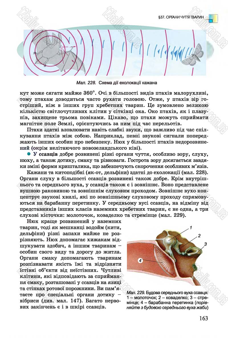 Сторінка 163 - Підручник Біологія 7 клас Остапченко 2015 - скачати онлайн
