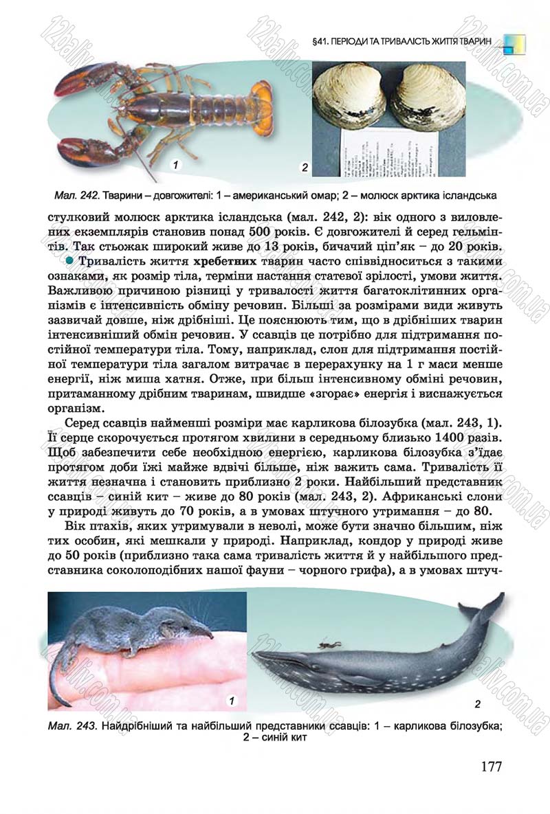 Сторінка 177 - Підручник Біологія 7 клас Остапченко 2015 - скачати онлайн