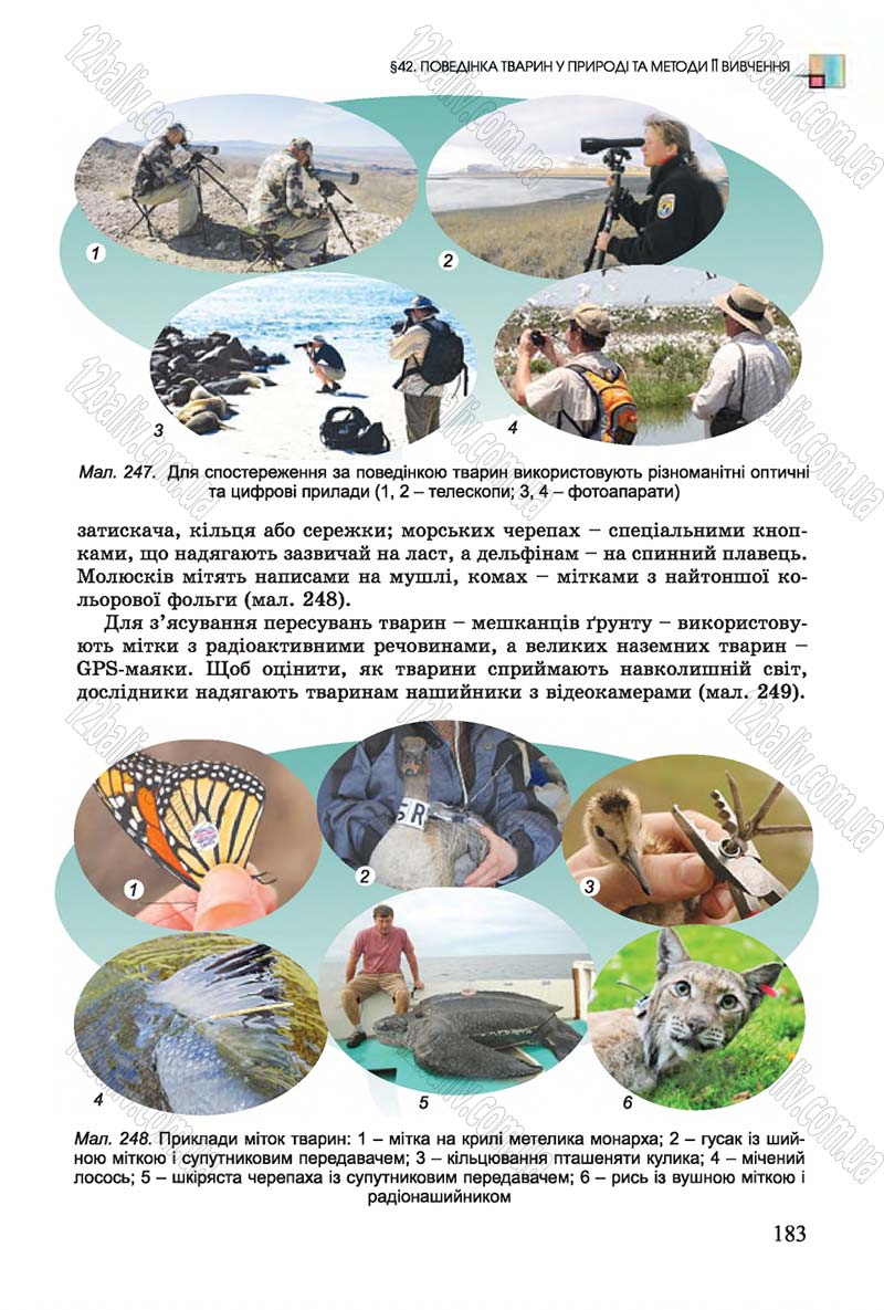 Сторінка 183 - Підручник Біологія 7 клас Остапченко 2015 - скачати онлайн