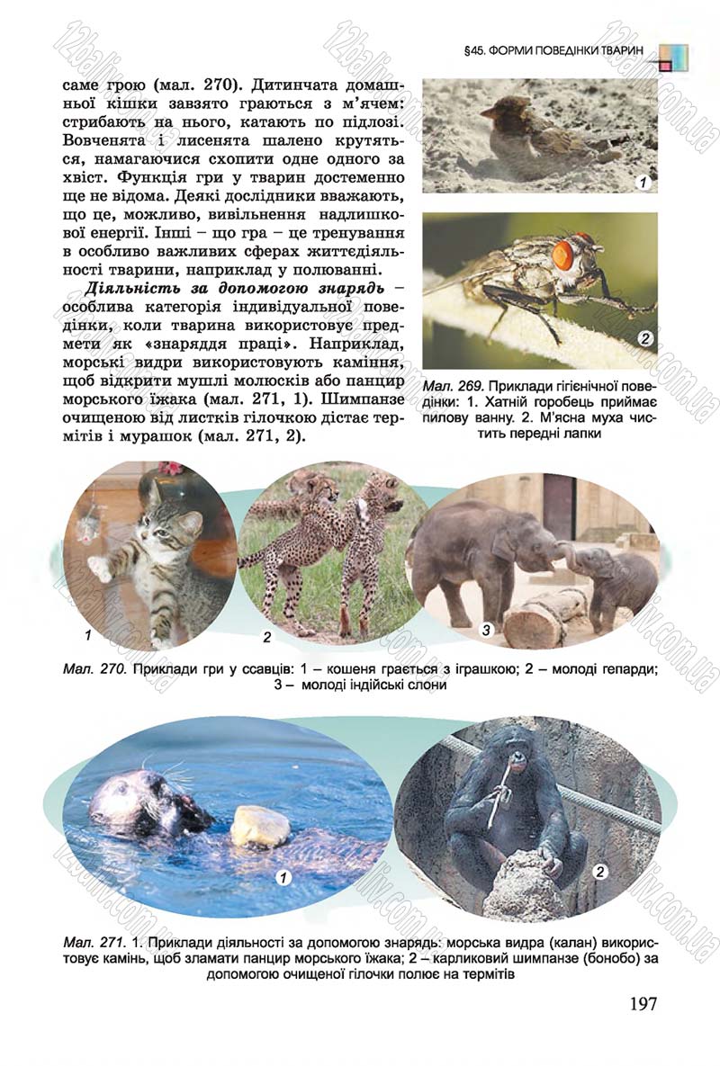 Сторінка 197 - Підручник Біологія 7 клас Остапченко 2015 - скачати онлайн