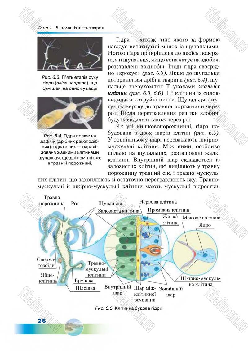 Сторінка 26 - Підручник Біологія 7 клас Д. А. Шабанов,  М. О. Кравченко 2015