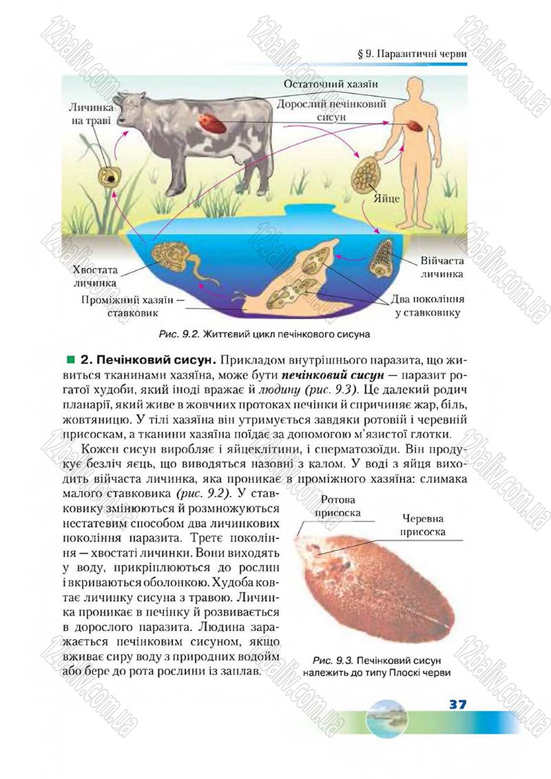 Сторінка 37 - Підручник Біологія 7 клас Д. А. Шабанов,  М. О. Кравченко 2015