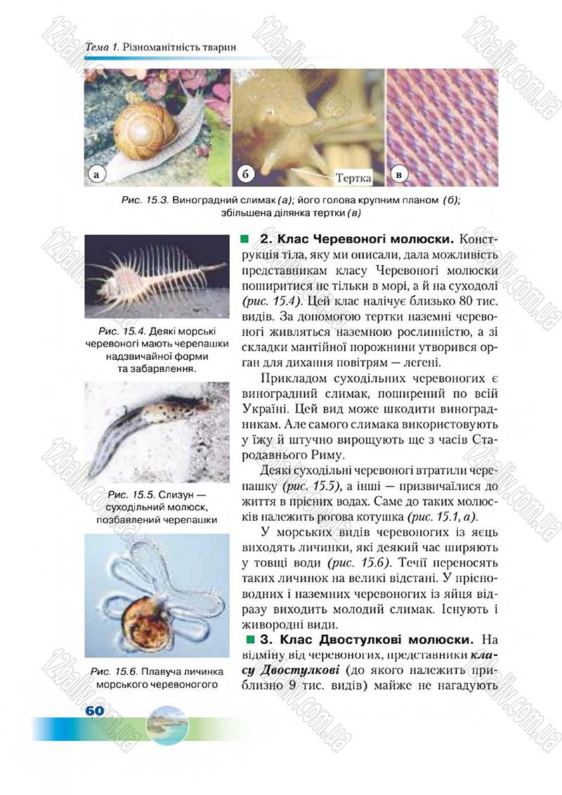 Сторінка 60 - Підручник Біологія 7 клас Д. А. Шабанов,  М. О. Кравченко 2015