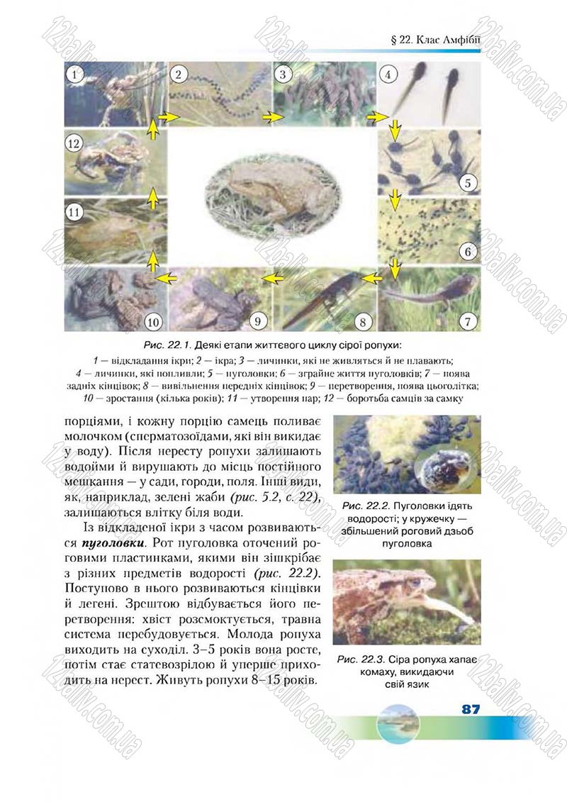 Сторінка 87 - Підручник Біологія 7 клас Д. А. Шабанов,  М. О. Кравченко 2015