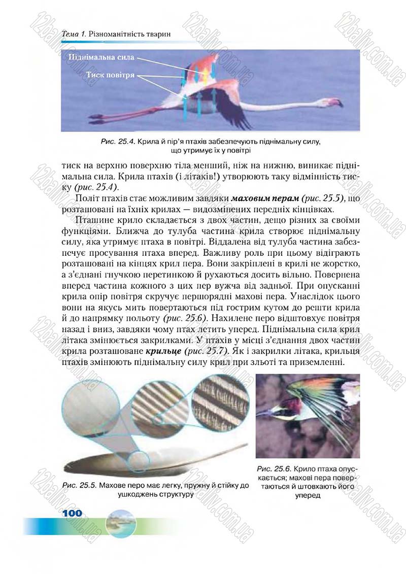 Сторінка 100 - Підручник Біологія 7 клас Д. А. Шабанов,  М. О. Кравченко 2015