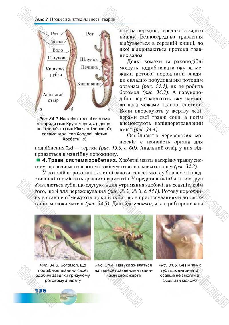Сторінка 136 - Підручник Біологія 7 клас Д. А. Шабанов,  М. О. Кравченко 2015