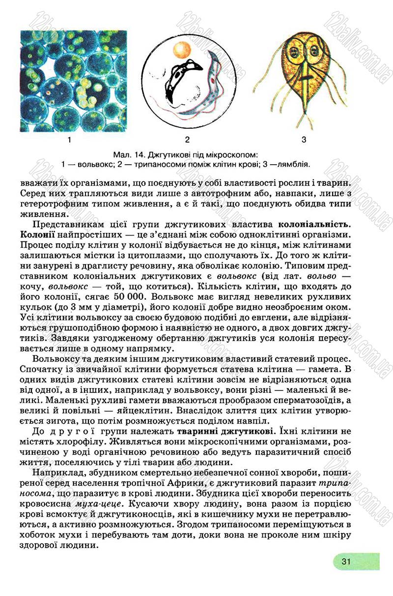 Сторінка 31 - Підручник Біологія 8 клас С.В. Межжерін, Я.О. Межжеріна 2008