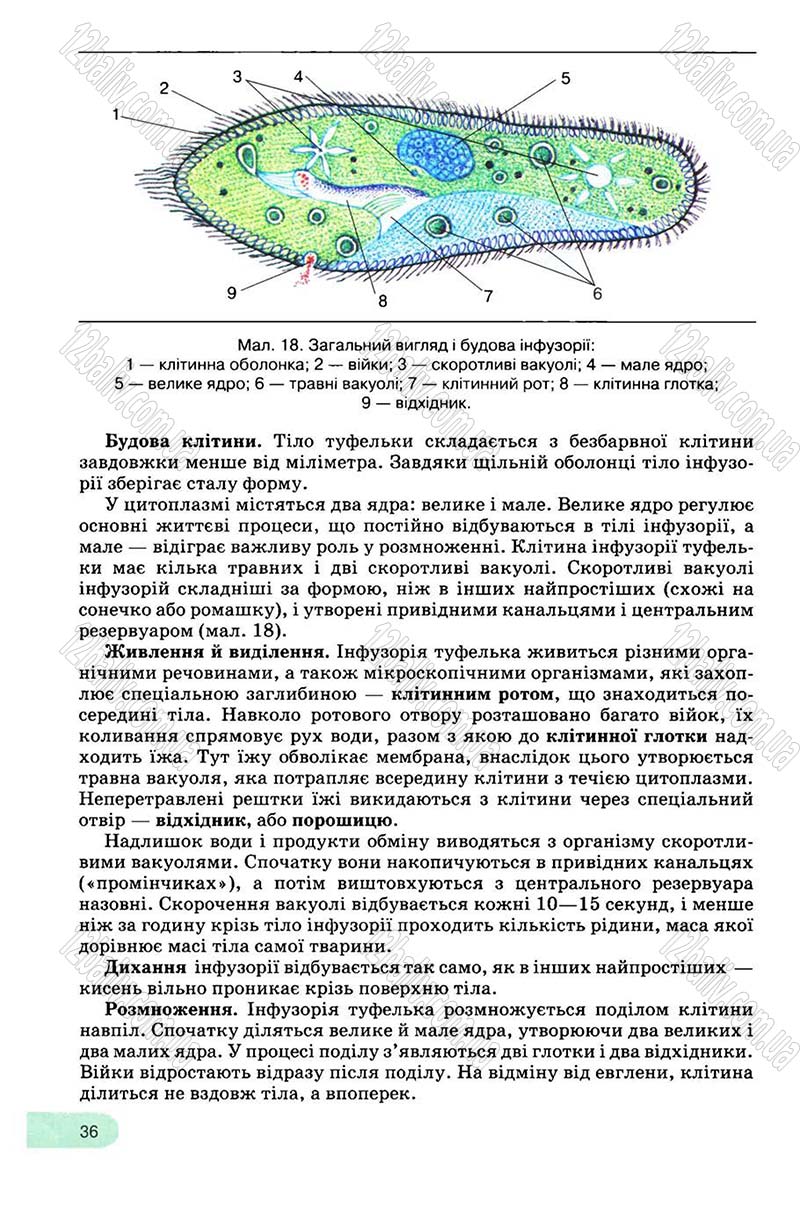 Сторінка 36 - Підручник Біологія 8 клас С.В. Межжерін, Я.О. Межжеріна 2008