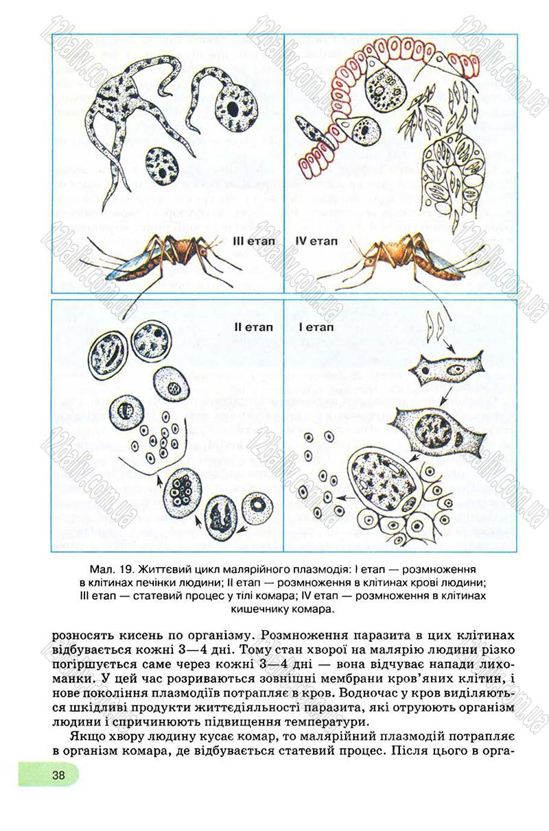 Сторінка 38 - Підручник Біологія 8 клас С.В. Межжерін, Я.О. Межжеріна 2008