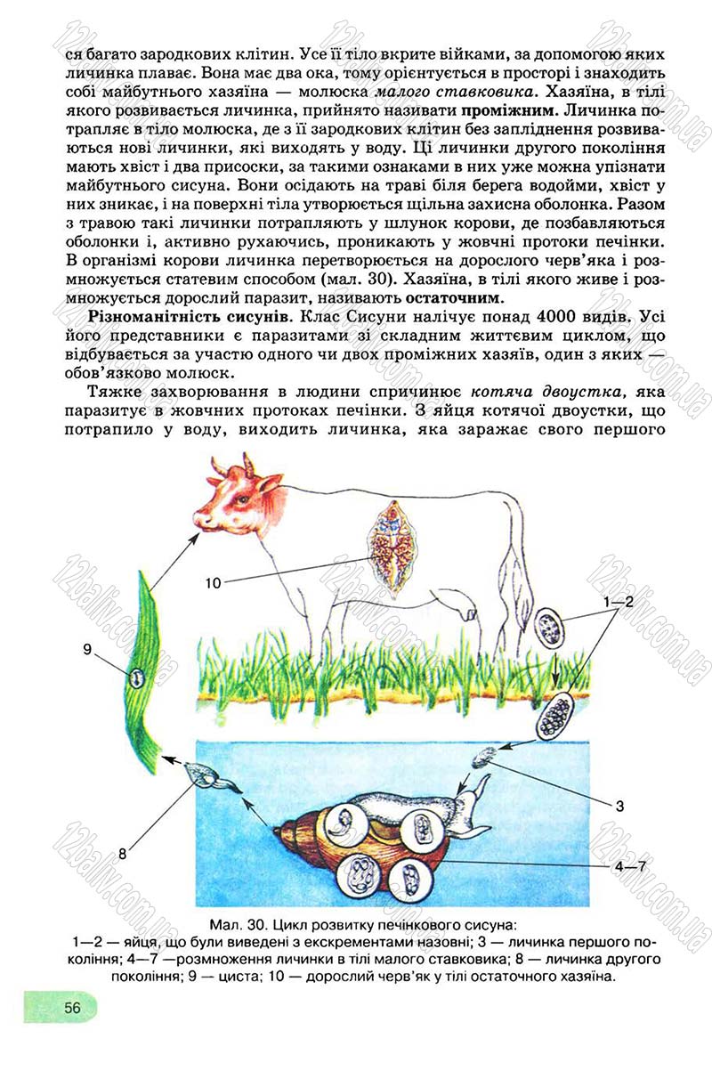 Сторінка 56 - Підручник Біологія 8 клас С.В. Межжерін, Я.О. Межжеріна 2008