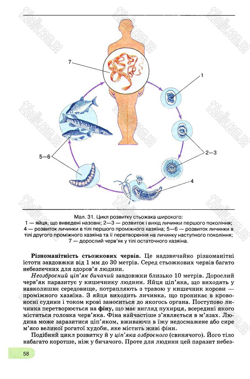 Сторінка 58 - Підручник Біологія 8 клас С.В. Межжерін, Я.О. Межжеріна 2008
