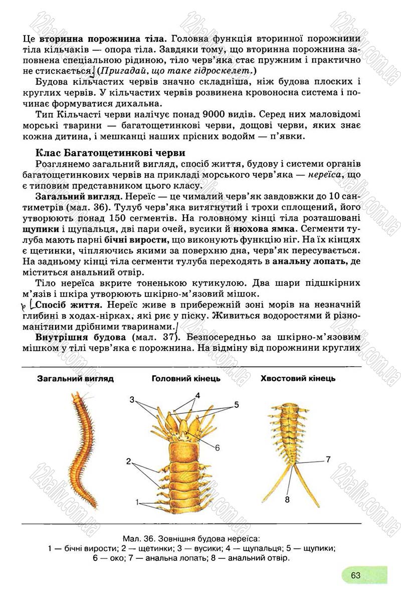 Сторінка 63 - Підручник Біологія 8 клас С.В. Межжерін, Я.О. Межжеріна 2008