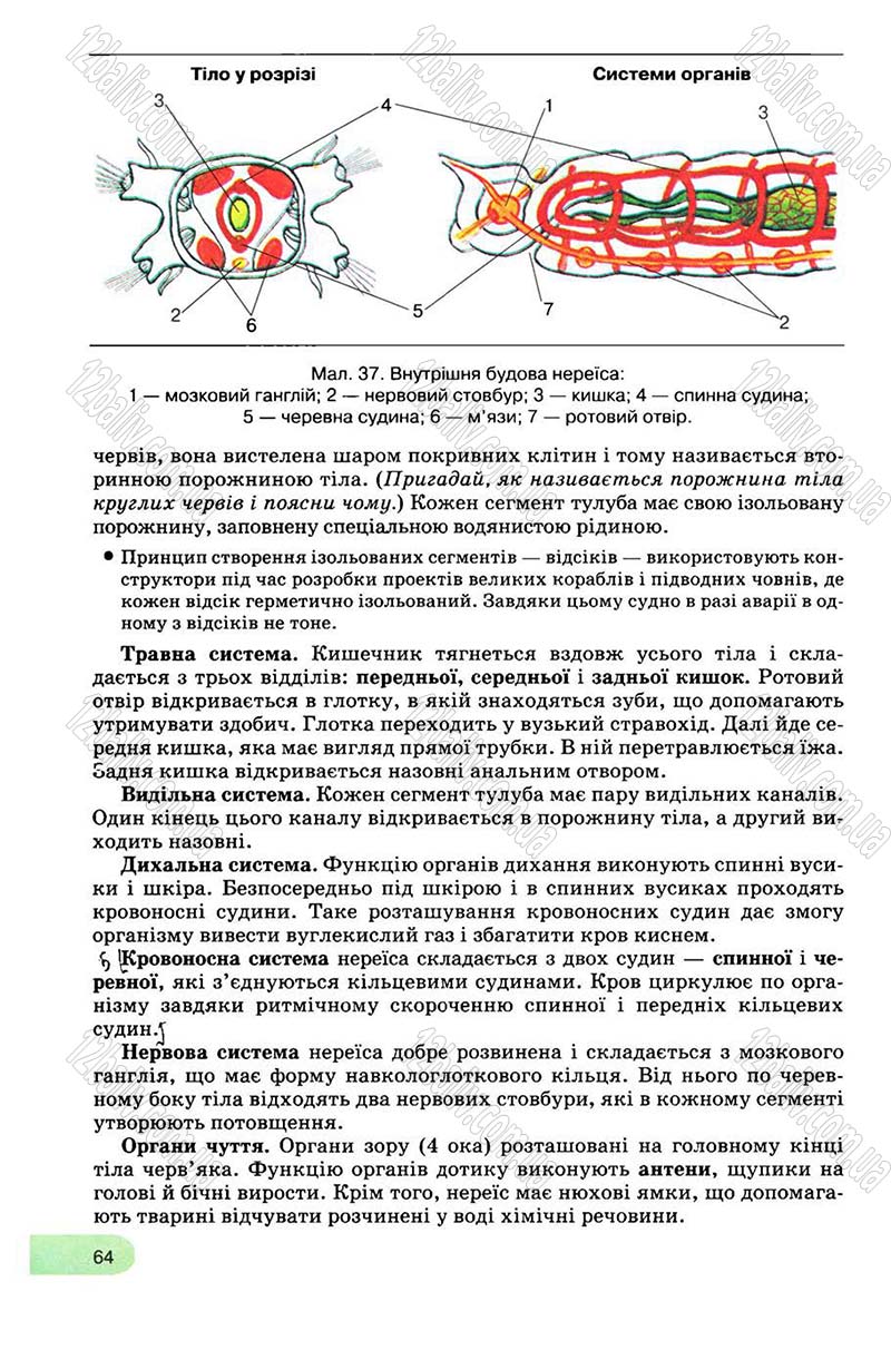 Сторінка 64 - Підручник Біологія 8 клас С.В. Межжерін, Я.О. Межжеріна 2008