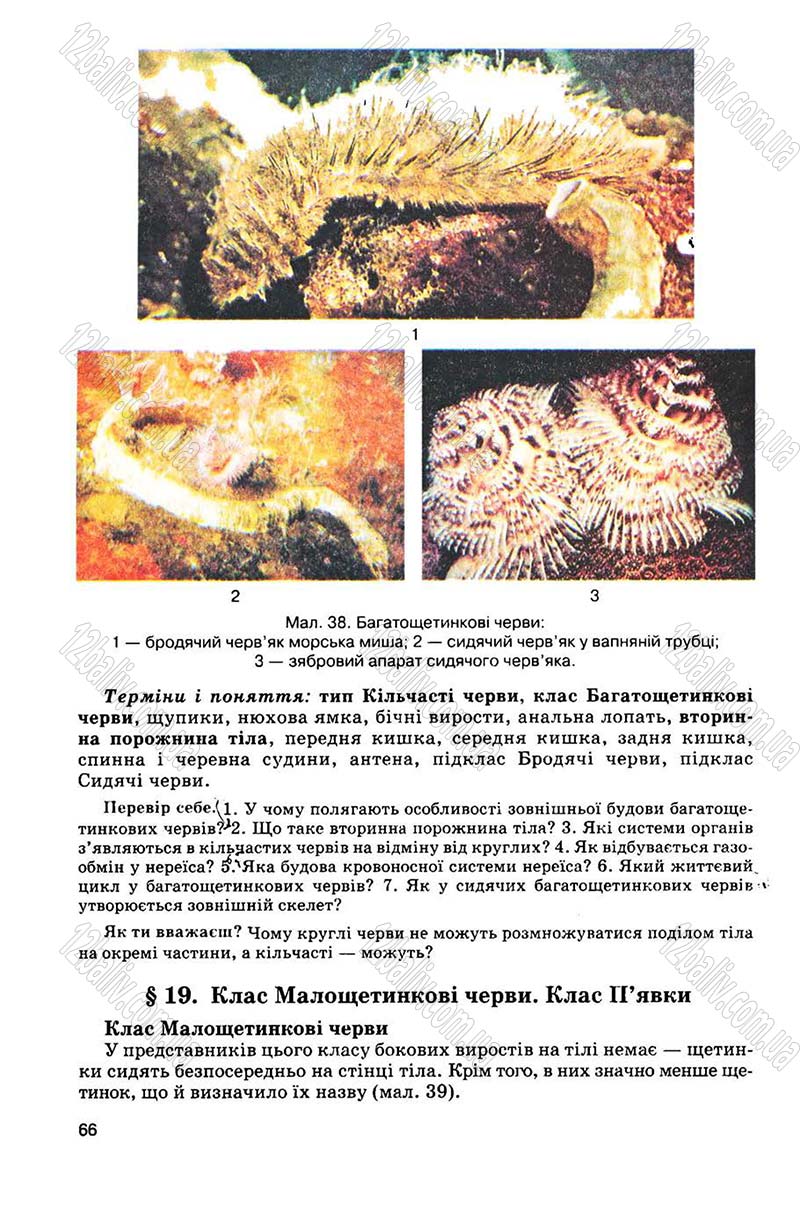 Сторінка 66 - Підручник Біологія 8 клас С.В. Межжерін, Я.О. Межжеріна 2008