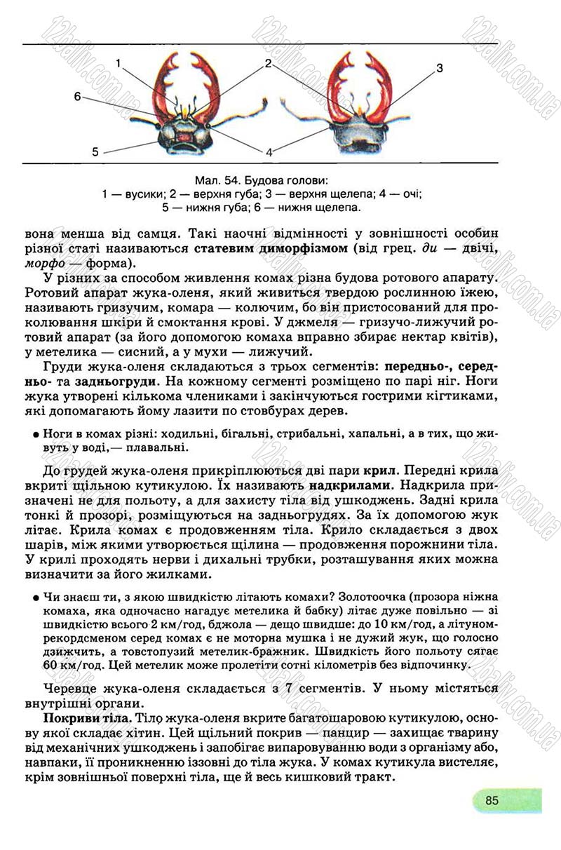 Сторінка 85 - Підручник Біологія 8 клас С.В. Межжерін, Я.О. Межжеріна 2008
