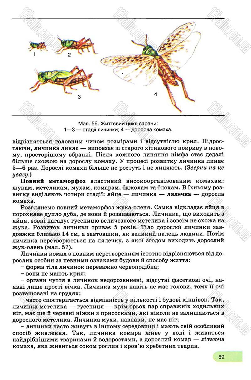 Сторінка 89 - Підручник Біологія 8 клас С.В. Межжерін, Я.О. Межжеріна 2008