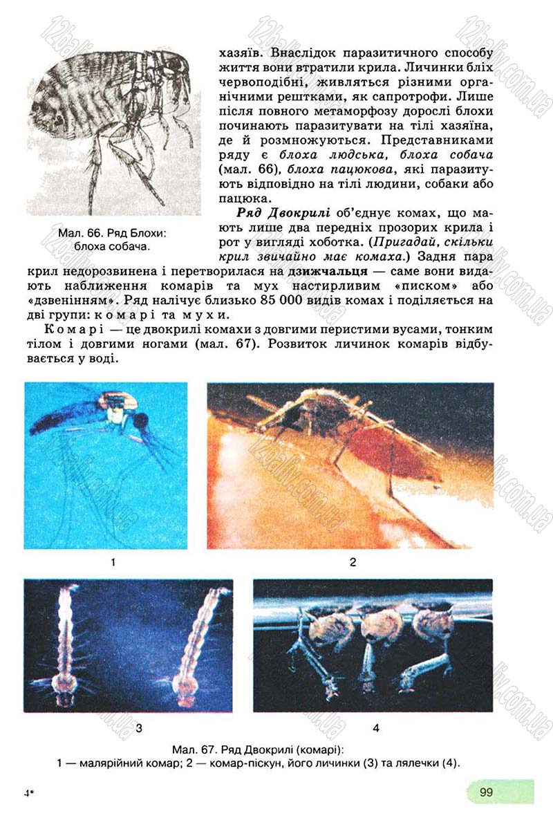 Сторінка 99 - Підручник Біологія 8 клас С.В. Межжерін, Я.О. Межжеріна 2008