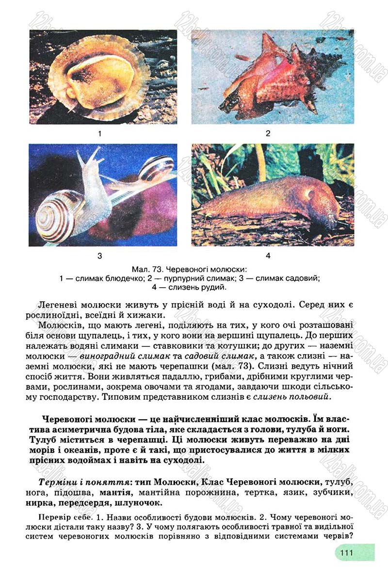 Сторінка 111 - Підручник Біологія 8 клас С.В. Межжерін, Я.О. Межжеріна 2008