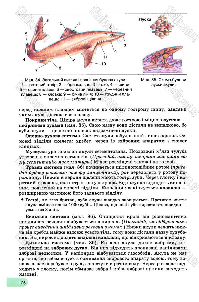 Сторінка 126 - Підручник Біологія 8 клас С.В. Межжерін, Я.О. Межжеріна 2008