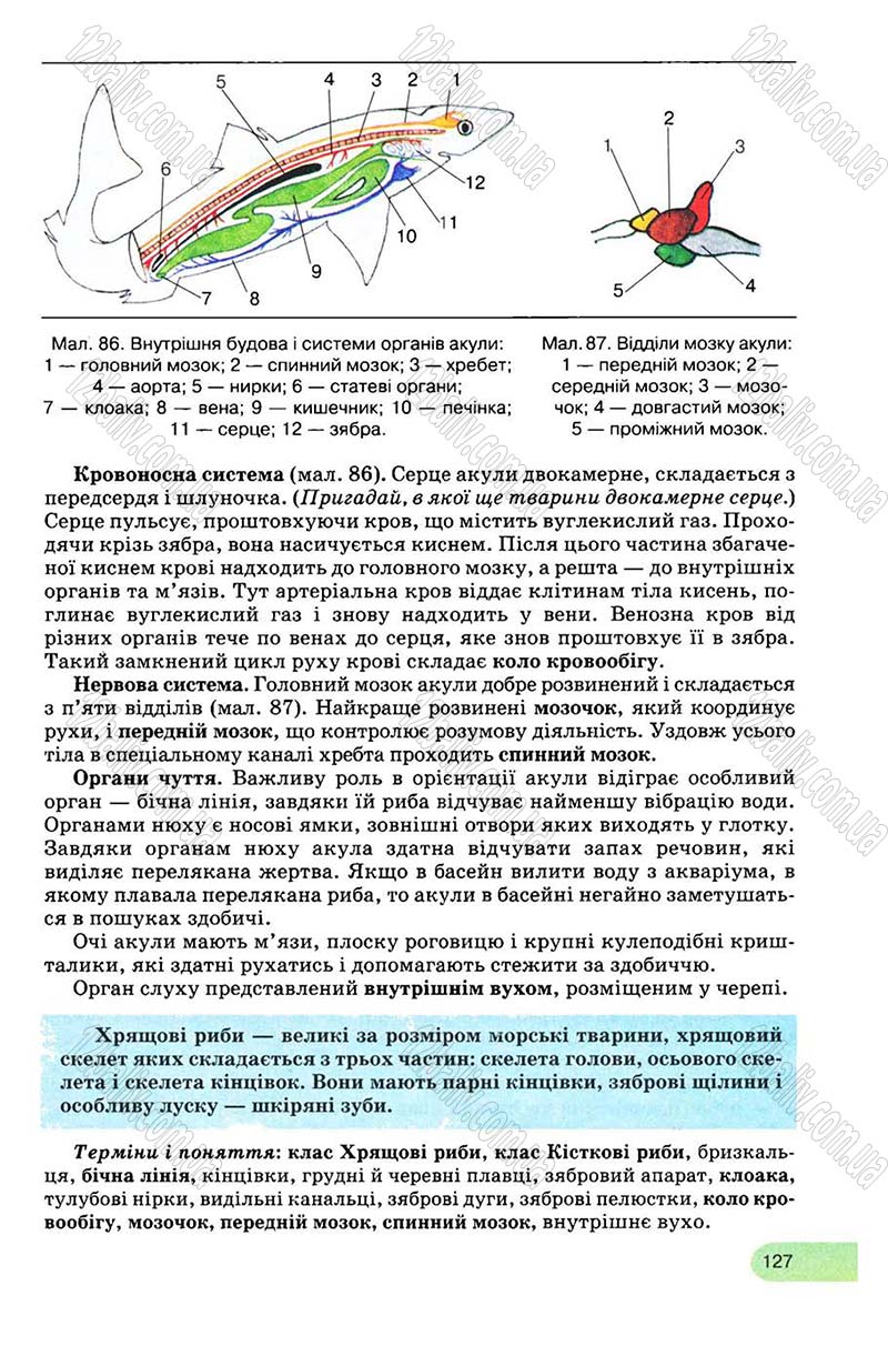 Сторінка 127 - Підручник Біологія 8 клас С.В. Межжерін, Я.О. Межжеріна 2008