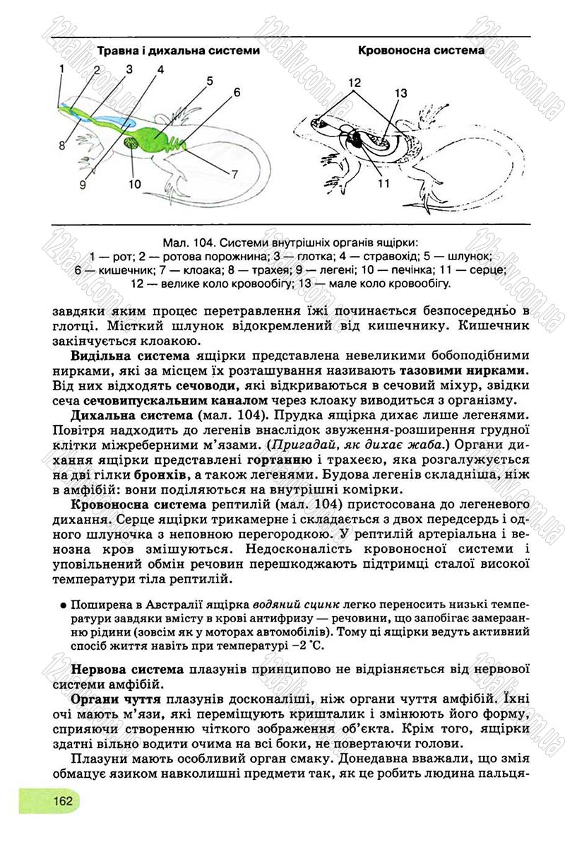 Сторінка 162 - Підручник Біологія 8 клас С.В. Межжерін, Я.О. Межжеріна 2008