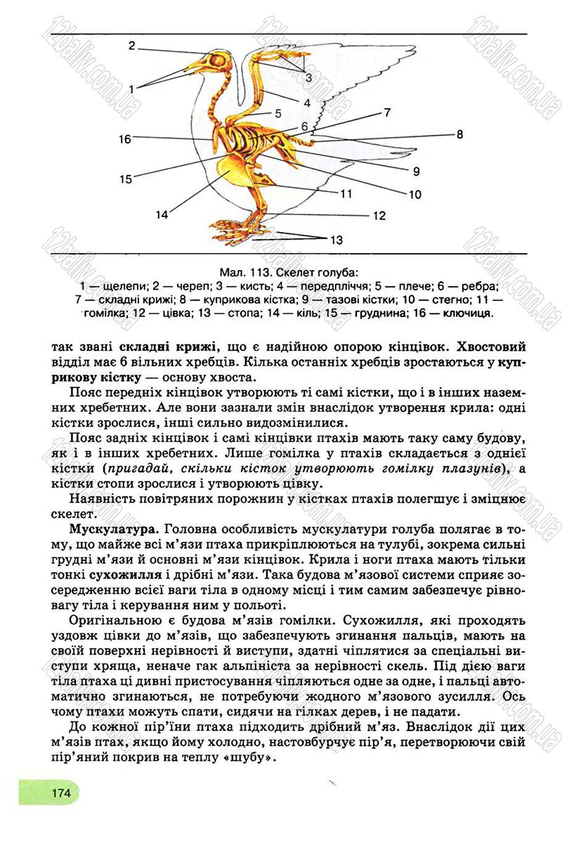 Сторінка 174 - Підручник Біологія 8 клас С.В. Межжерін, Я.О. Межжеріна 2008