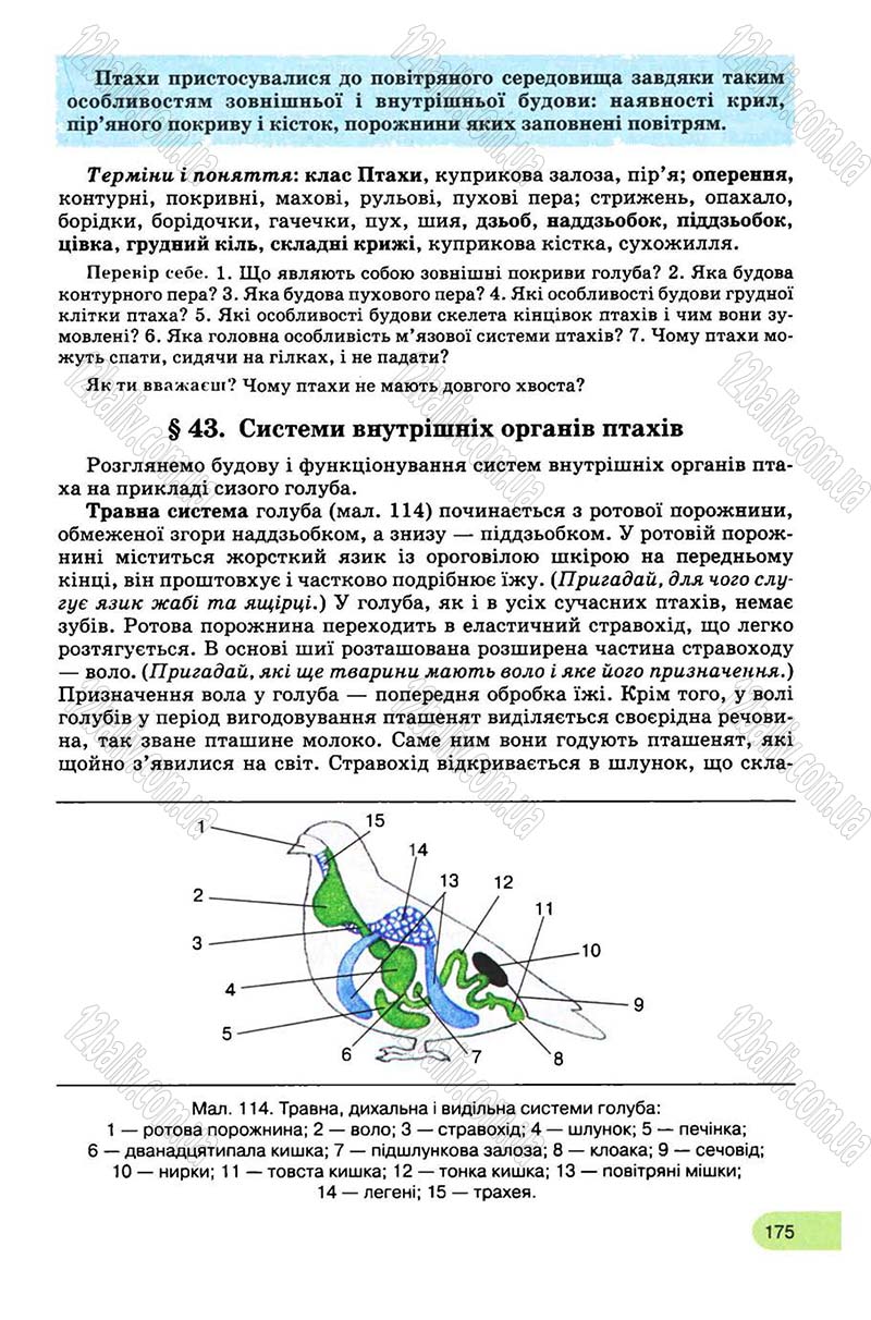 Сторінка 175 - Підручник Біологія 8 клас С.В. Межжерін, Я.О. Межжеріна 2008