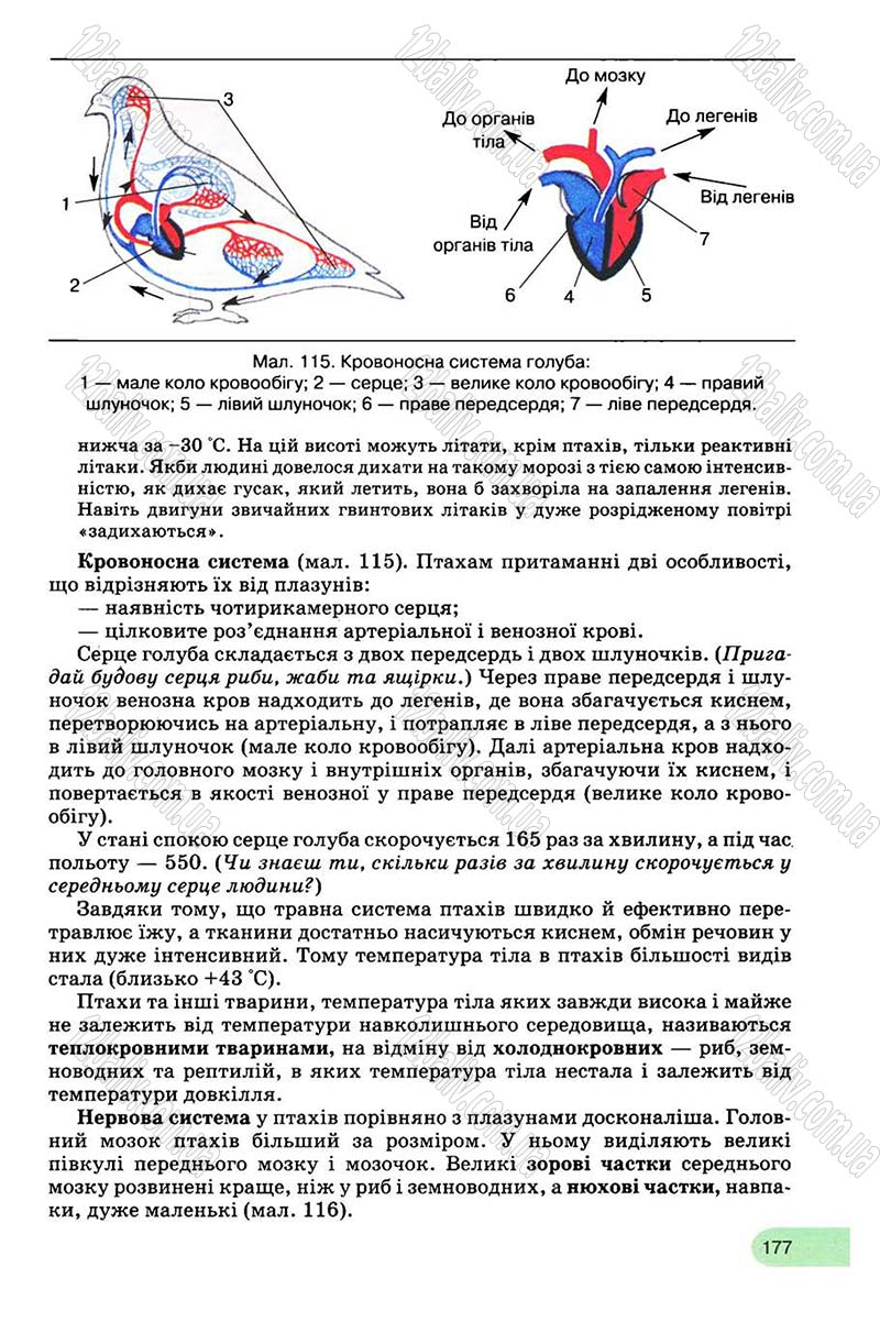 Сторінка 177 - Підручник Біологія 8 клас С.В. Межжерін, Я.О. Межжеріна 2008