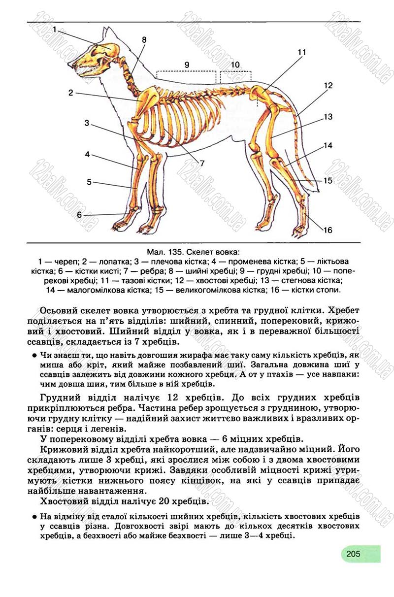 Сторінка 205 - Підручник Біологія 8 клас С.В. Межжерін, Я.О. Межжеріна 2008