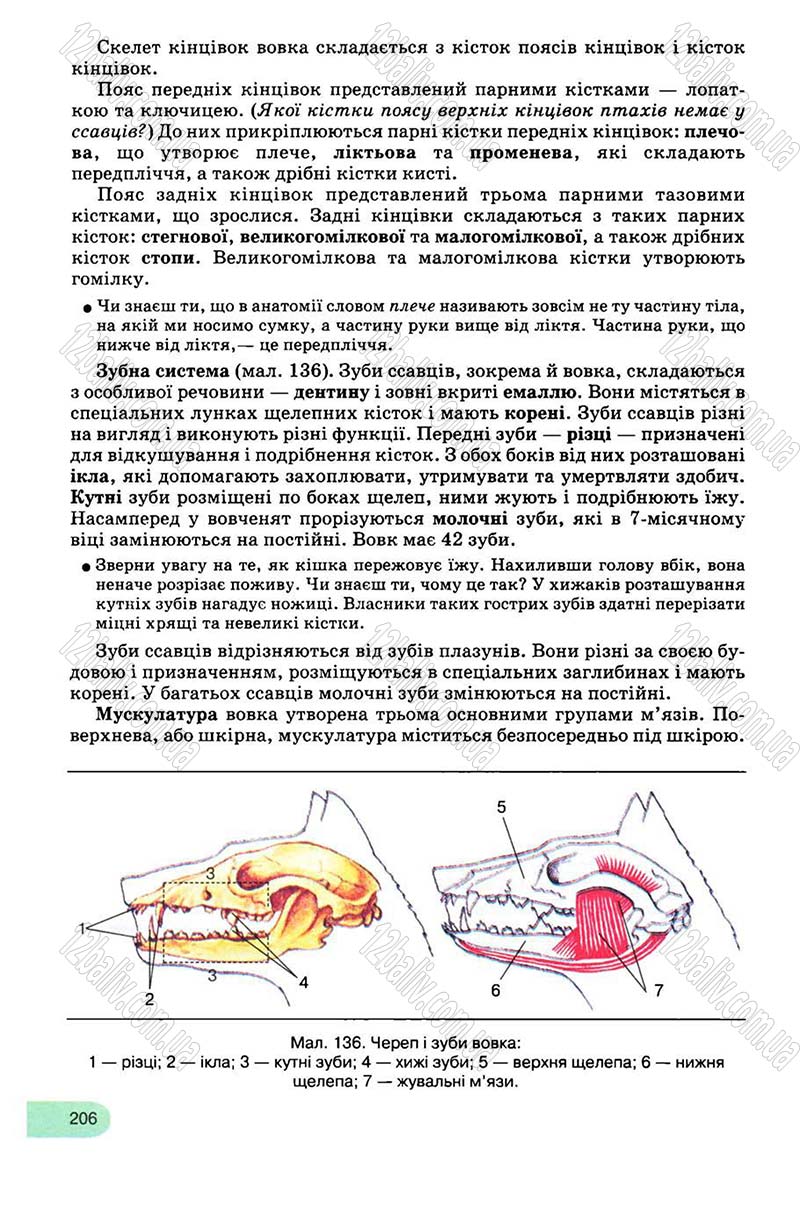 Сторінка 206 - Підручник Біологія 8 клас С.В. Межжерін, Я.О. Межжеріна 2008