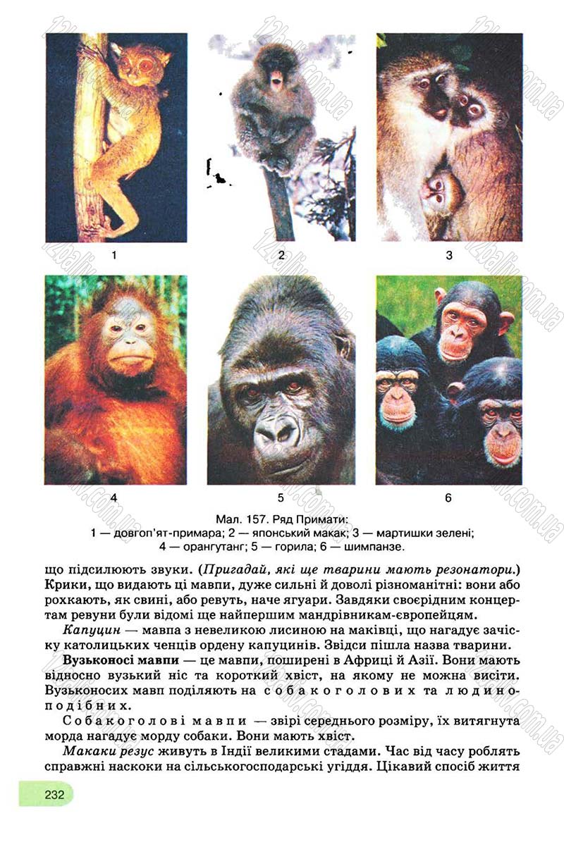 Сторінка 232 - Підручник Біологія 8 клас С.В. Межжерін, Я.О. Межжеріна 2008