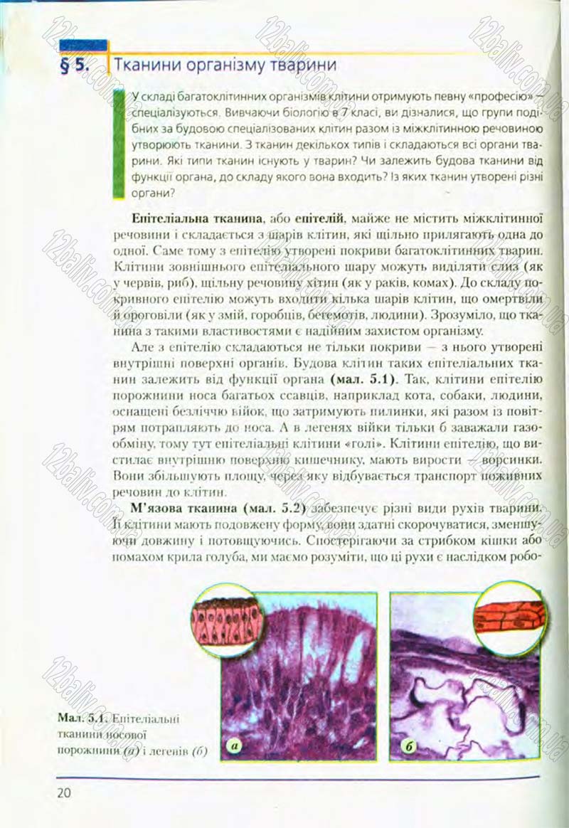 Сторінка 20 - Підручник Біологія 8 клас Т.І. Базанова, Ю.В. Павіченко, О.Г. Шатровський 2008
