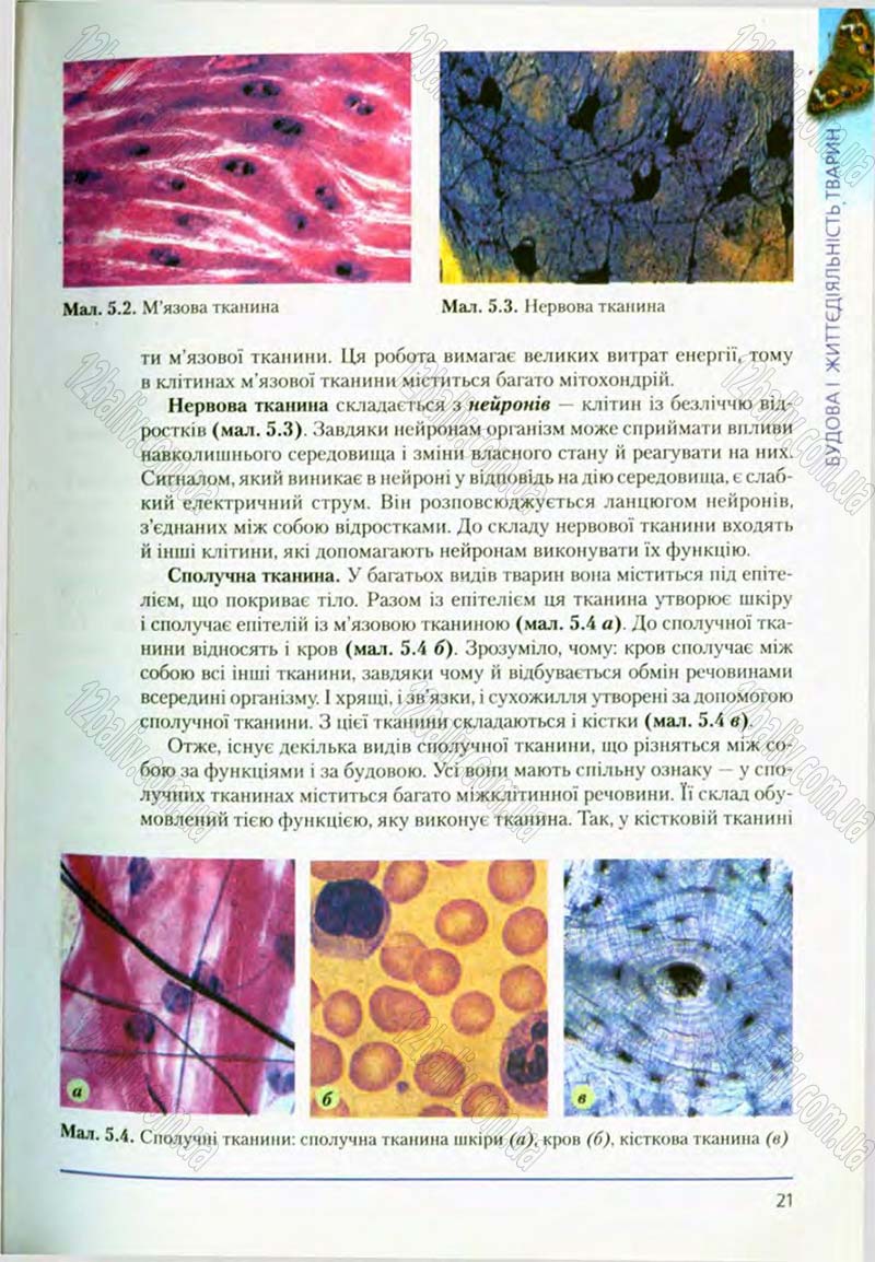 Сторінка 21 - Підручник Біологія 8 клас Т.І. Базанова, Ю.В. Павіченко, О.Г. Шатровський 2008