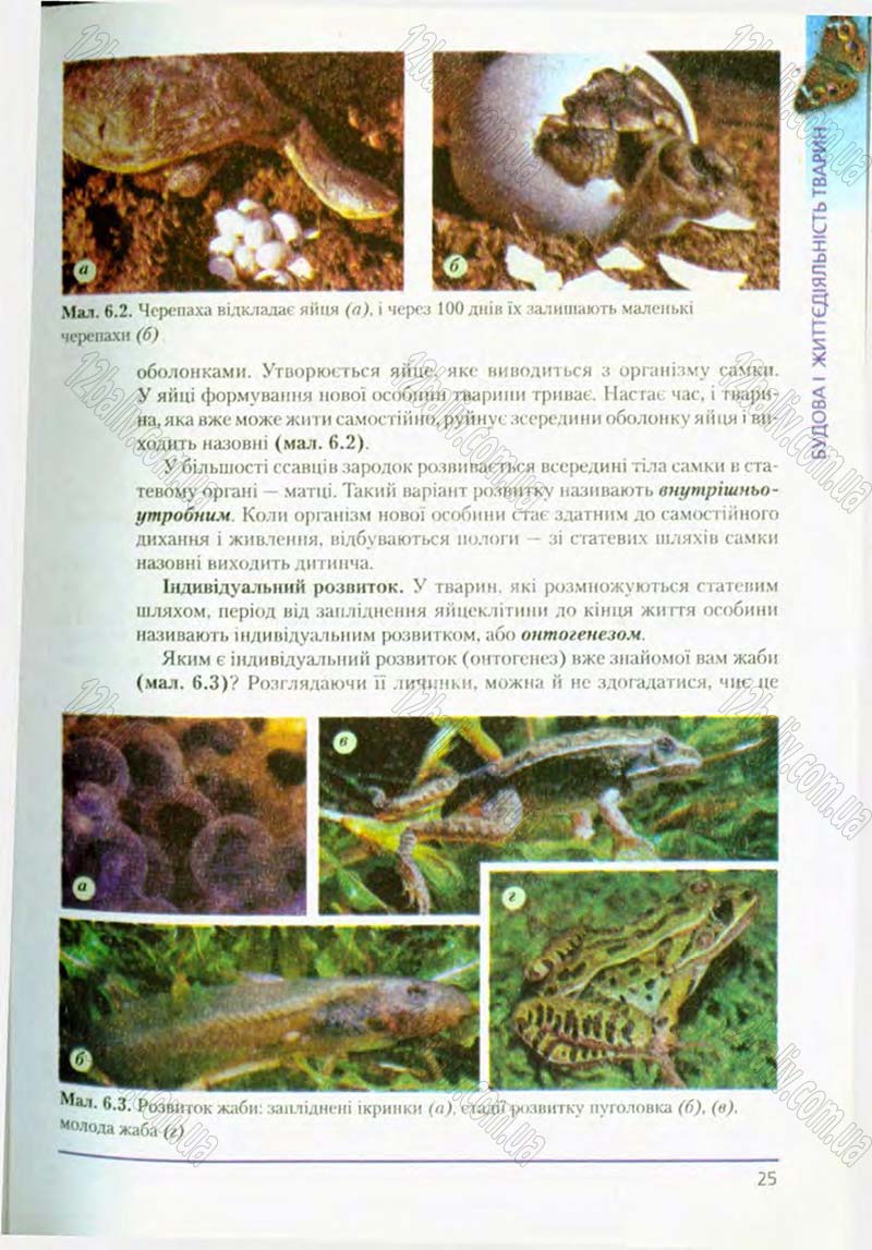 Сторінка 25 - Підручник Біологія 8 клас Т.І. Базанова, Ю.В. Павіченко, О.Г. Шатровський 2008