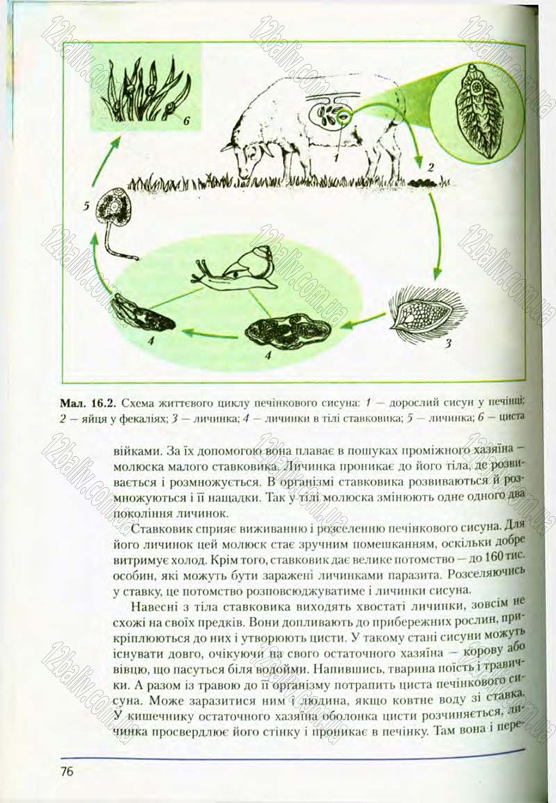 Сторінка 76 - Підручник Біологія 8 клас Т.І. Базанова, Ю.В. Павіченко, О.Г. Шатровський 2008